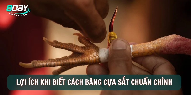 Cách Băng Cựa Sắt Cho Gà Đâm Là Ngã, Hạ Gục Mọi Đối Thủ