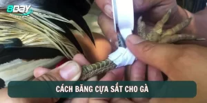 Cách băng cựa sắt