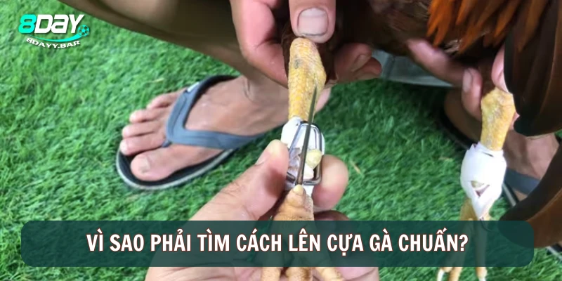 Vì sao phải tìm cách lên cựa gà chuẩn?