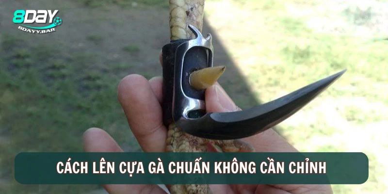 Cách lên cựa gà chuẩn không cần chỉnh