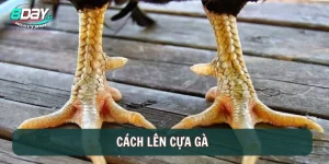 Cách lên cựa gà