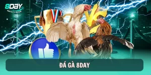 Đá gà 8DAY