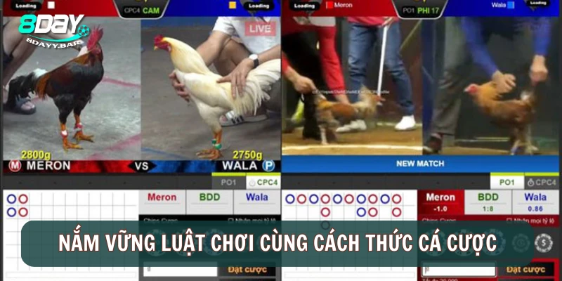 Nắm vững luật chơi cùng cách thức cá cược