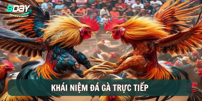 Khái niệm đá gà trực tiếp