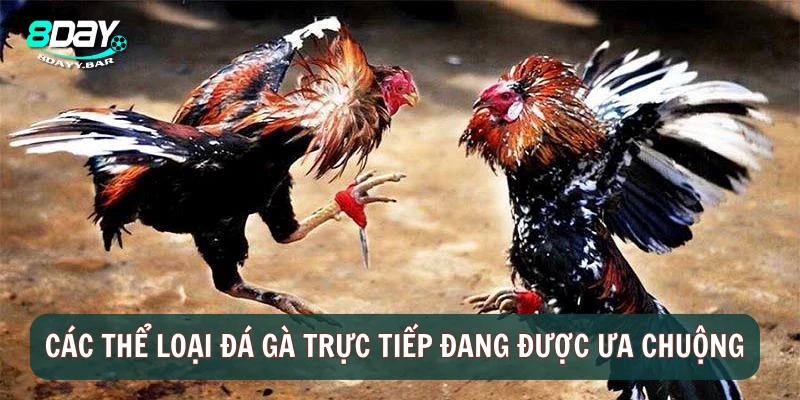 Các thể loại đá gà trực tiếp đang được ưa chuộng