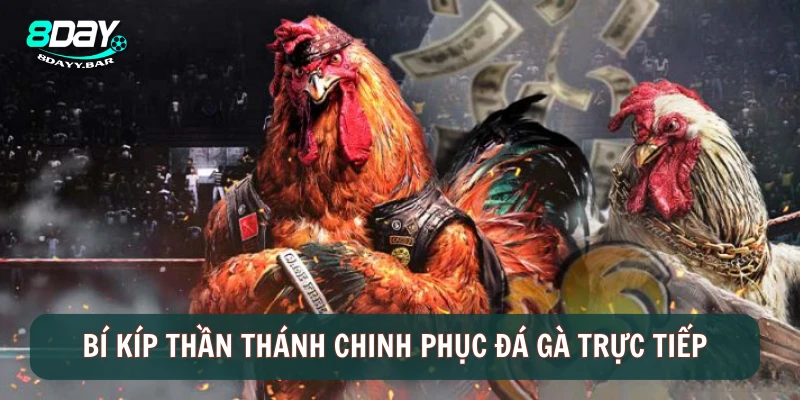 Bí kíp thần thánh chinh phục đá gà trực tiếp