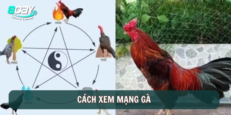 Cách xem mạng gà