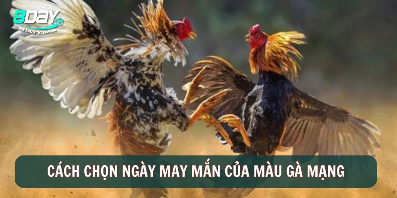 Cách chọn ngày may mắn của màu gà mạng